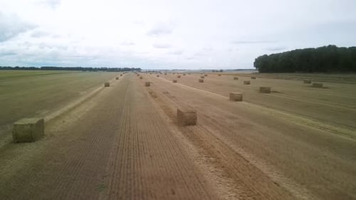 Yellow field with harvested wheat and hay bales. Aerial view of the field with square bales