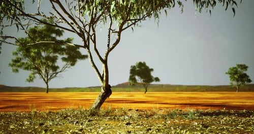 Vibrant Landscape Featuring Eucalyptus Trees Under a Clear Sky in Australia
