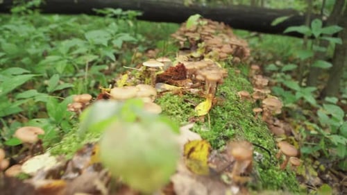 Honigpilze wachsen auf einem umgestürzten Baum. Eine große Anzahl von Pilzen im Wald.