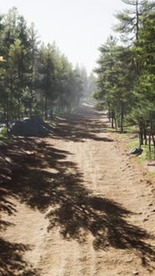 Colorado Trail Among the Pine Trees with the Mountains