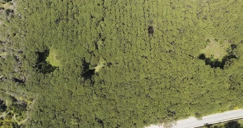 Aerial view of dense green forest and canopy, Italy.