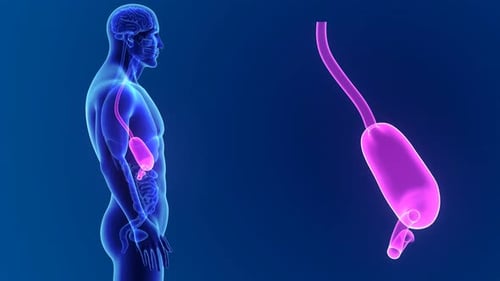 Human stomach anatomy shown in detailed medical scan