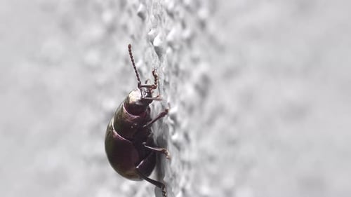 Beetle Resting On White Textured Wall Close Up