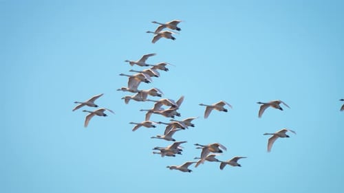 Flock Birds Floating in Air Flapping Its Wings Flying Swans in Sky Slow Motion