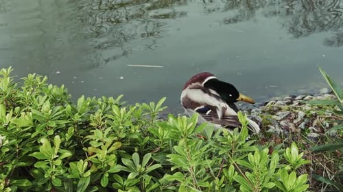 Animal Bird Duck Near The Lake 2