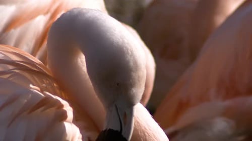 Cámara lenta muestra de cerca un grupo de flamencos