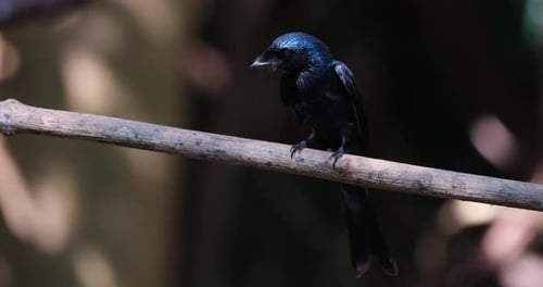 Visto mirando hacia abajo y a su alrededor mientras está posado en una rama, Drongo Dicrurus aeneus bronceado, Tailandia