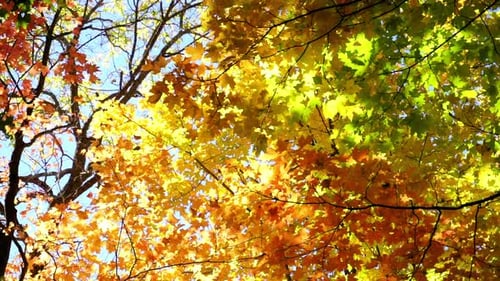 Feuillage automnal coloré et branches d'arbres rétroéclairés par un ciel bleu clair.