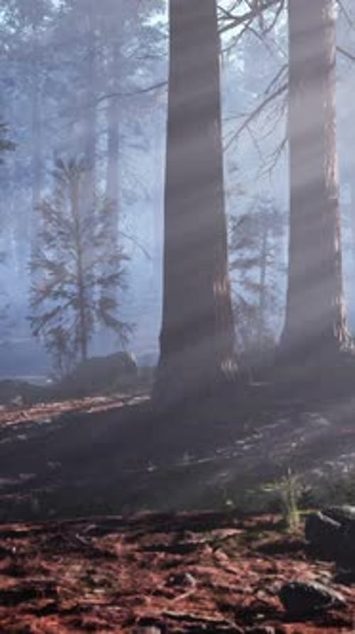 A Forest Filled with Lots of Trees Covered in Fog