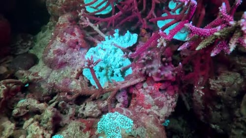 Sponges and corals fluoresce red and green colors at night on a reef.
