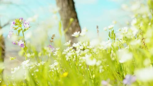 A close-up shot of vibrant white flowers, with a vivid blue sky in the background, highlighting