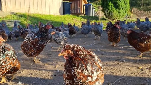 Close-up view of chickens. Hens are looking for food in the yard. Agricultural industry.
