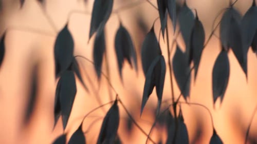 Oat Field Ripe Oat Ears at Sunset Scenic Summer Landscape Oat Avena Sativa Organic Agriculture