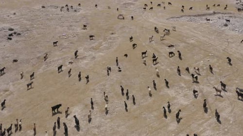 Large herd of Goats grazing on Desert landscape, Aerial view.