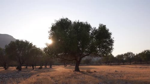 Olive Tree 25