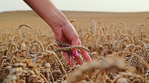 Woman's Hand Touches Ripe Wheat in Golden Field