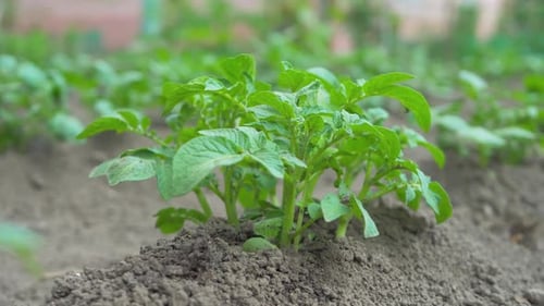 Growing Potato Plants in the Rural Farmland