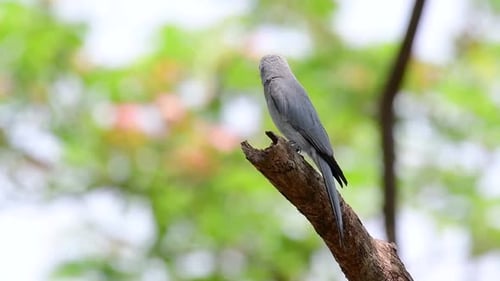 El Ashy Drongo es un migrante habitual y asustadizo a Tailandia, donde le gusta posarse en lo alto de las ramas.