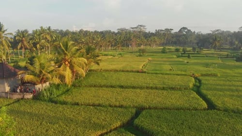 Aerial view of lush rice fields and palm trees at sunrise, Ubud, Indonesia.