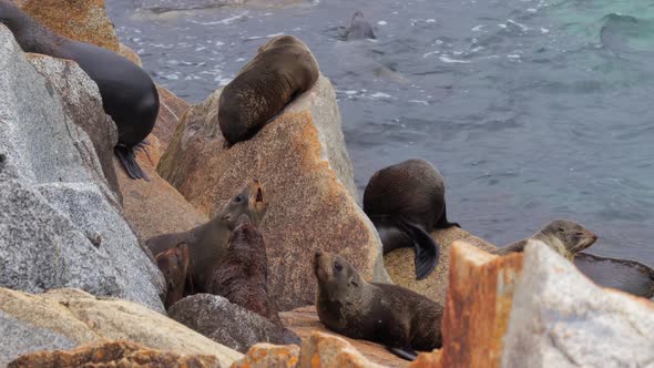 Seals fighting biting and growling at each other while herd colony ...
