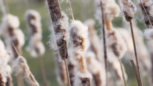 Close Up of Cattails in a Field