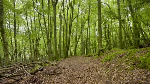 Forest Floor Covered In Leaves Under Beautiful Green Tree Canopy