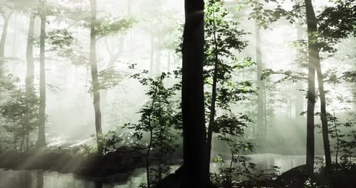 Misty Forest with Sunlight Filtering Through Trees at Dawn