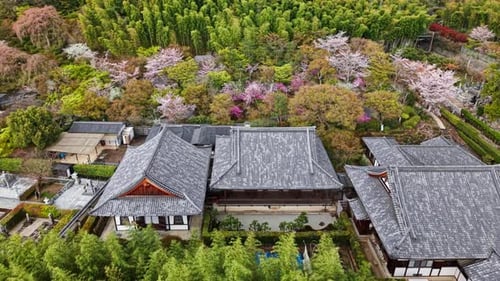Aerial drone view of a temple surrounded by cherry blossom at sunset, Kyoto, Japan
