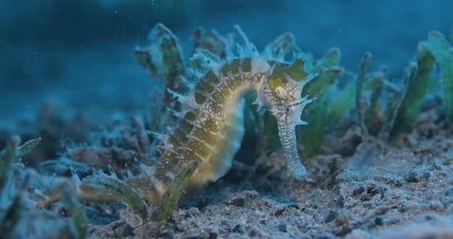 Seahorse.