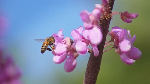 Bee collects pollen from violet wisteria flowers in orchard.