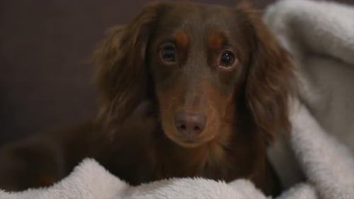 Brown Long-Haired Dachshund Dog on Blanket