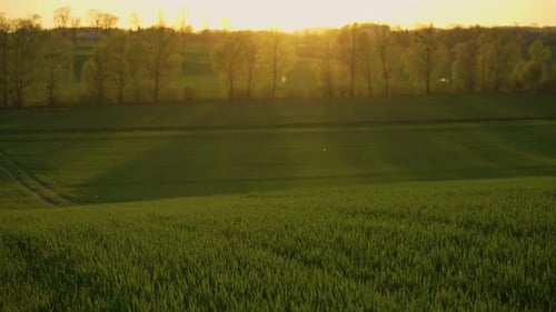 Sunset Over Cinematic Agricultural Field with Growing Crops of Wheat and Barley with Flying Insects