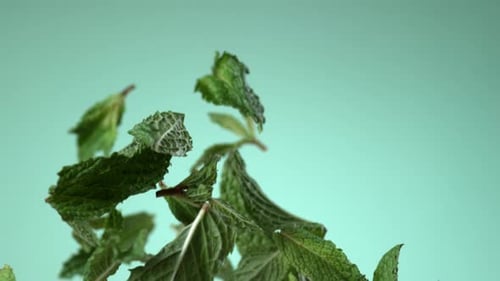 Feuilles de menthe qui tombent au ralenti