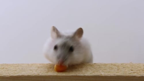 Hamster Eating Corn Kernel on Wood