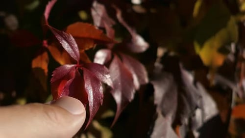 Autumn moment, man touching colorful leaves, fall mood close up