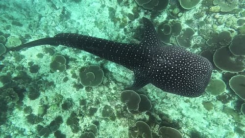 Whale Shark in the Indian Ocean