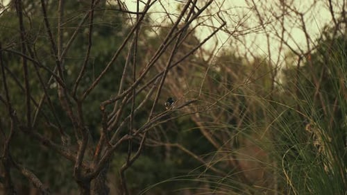 Small Black and White Bird Perched on Bare Tree Branch