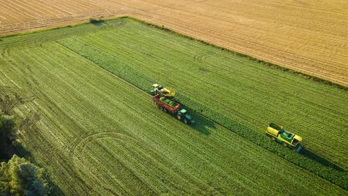 String Beans Mechanized Harvesting with Modern Combines Harvesters and Tractor with Trailer at Green
