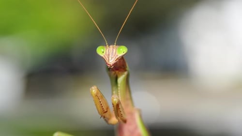 Closeup of a Praying Mantis Standing with a Blurred Green Background The Insect Elongated Body