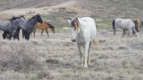 Pferde aus der Südgruppe der Onaqui-Wildpferdeherde