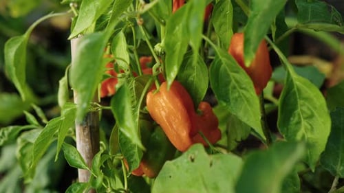 Harvest and care of orange chili peppers in a backyard garden at sunset