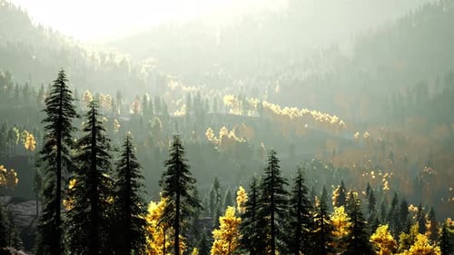 A Dense Forest with Towering Trees