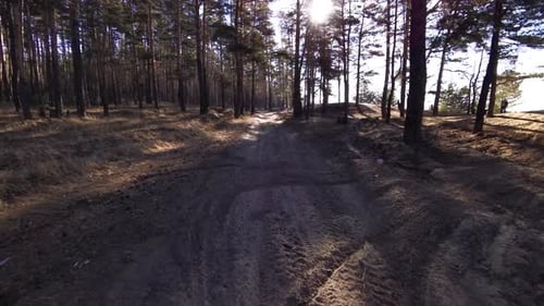 Forest landscape. Fast flight along a forest path on a drone. Morning dawn in a pine forest.
