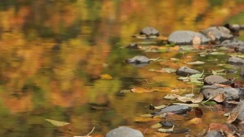 Der plätschernde Bach reflektiert das Herbstlicht durch die leuchtenden Bäume im Wald