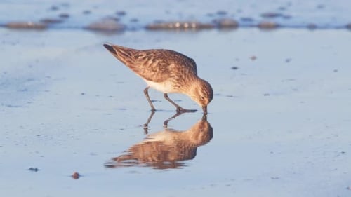 Sanderling with molting adult plumage feeding on the beach from the sand as wave approaches at puert