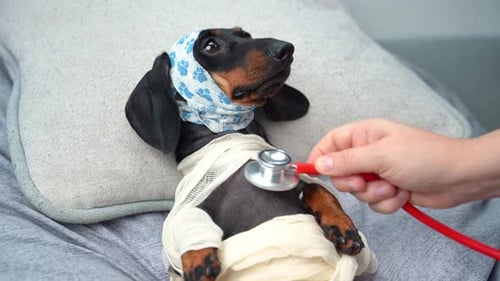 Examination of bandaged dog at veterinary clinic Rehabilitation pet after injury