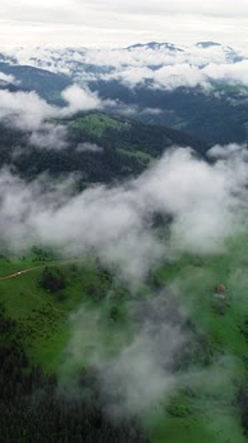 Vertical Screen Dense European Forest in Foggy Weather Aerial View