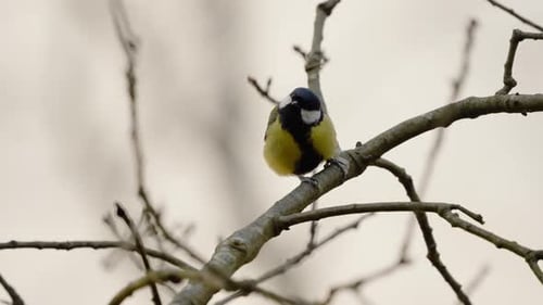 Great tit bird chirping while perched on a tree branch, blurry defocused background