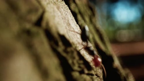 Ameisen klettern im Wald auf den Stamm eines Baumes