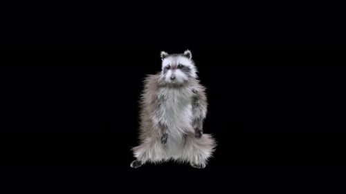 Animated 3D Raccoon Character Dancing Loop